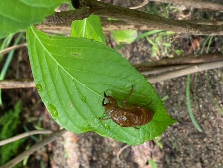 本格的な真夏到来。梅雨の終わりを告げる雷と豪雨に見舞われた一週間前、庭の紫陽花の葉に雨に打たれるセミの抜け殻を見つけた。こんな日に･･･。主はいずこへ？
翌日から見事な夏日に。主の鳴き声も立派に響き渡り、ホッとする今日この頃。
雨にも負けず、夏の暑さにも負けず、ツユクサも元気です。